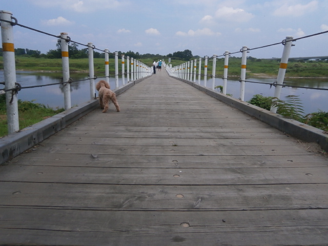 木造の橋と愛犬