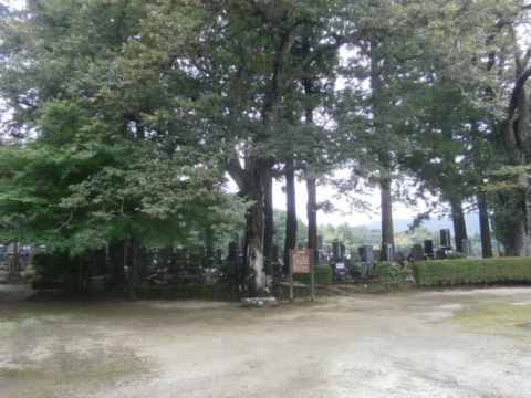 地蔵院菩提樹天然記念物