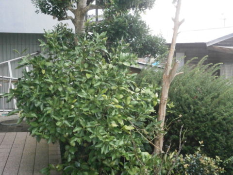 我が家の柚の木